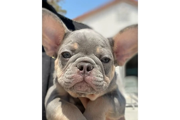 $300 : Pomeranian and French bulldog image 5