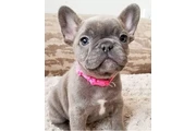 $350 : cachorros de bulldog francés thumbnail