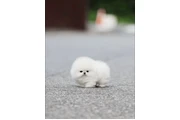 Pomerania en venta en Miami