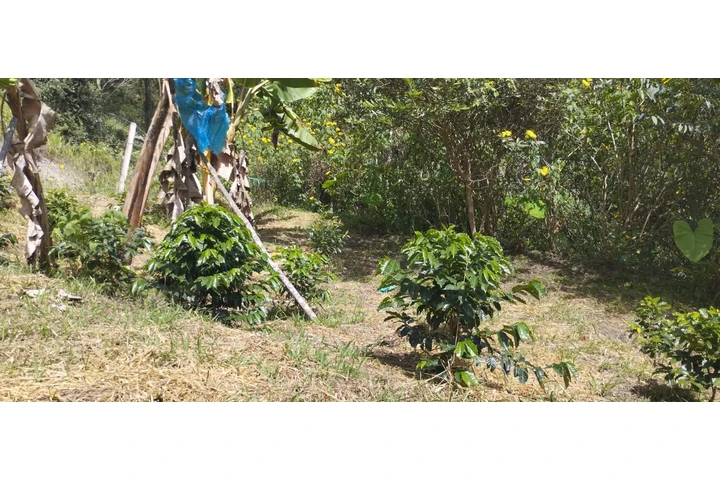 Venta de Finca en Supata image 6