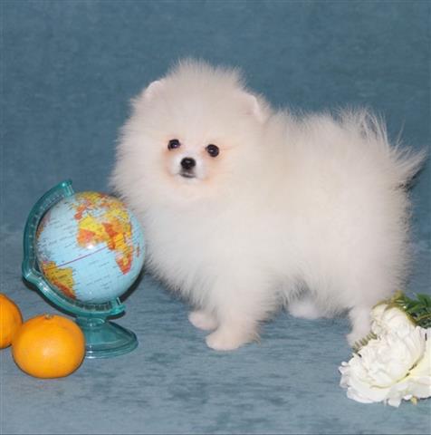 $350 : Pomeranian puppies ready image 2