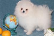$350 : Pomeranian puppies ready thumbnail
