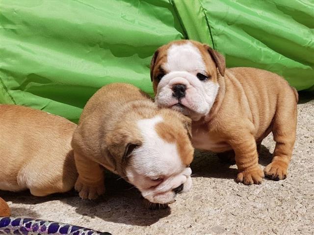 $500 : English Bulldog puppies image 2