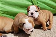 English Bulldog puppies thumbnail