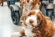 Cachorros Labradoodle en Venta en Washington DC