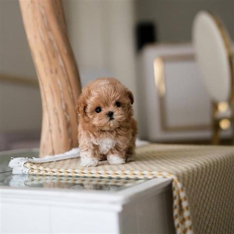 $400 : Mini Teacup maltipoo puppies image 4