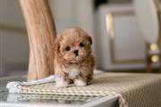 $400 : Mini Teacup maltipoo puppies thumbnail