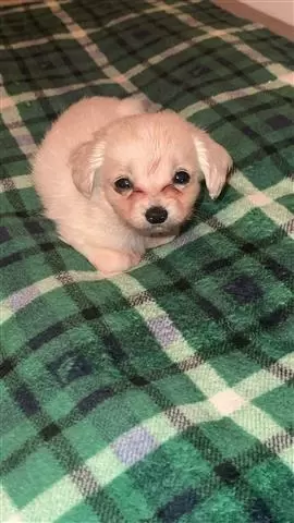 $300 : Cute shih tzu mix puppies image 4