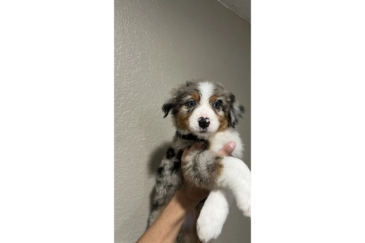 $800 : Australian Shepard 9 weeks image 2