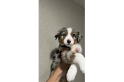 $800 : Australian Shepard 9 weeks thumbnail