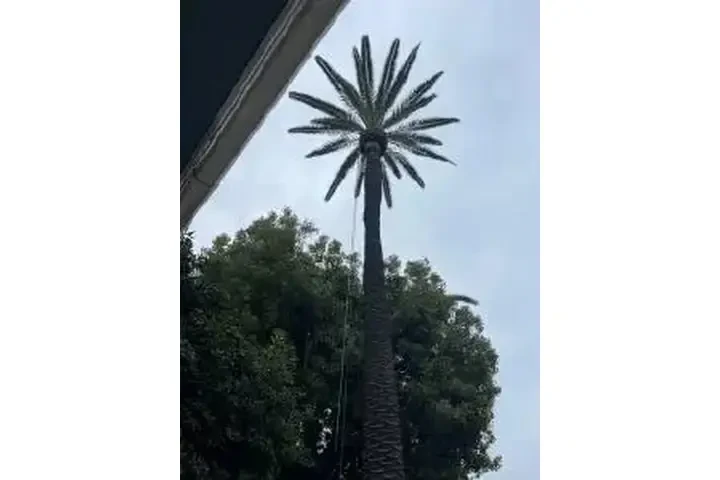 SERVICIO COMPLETO DE ÁRBOLES image 2