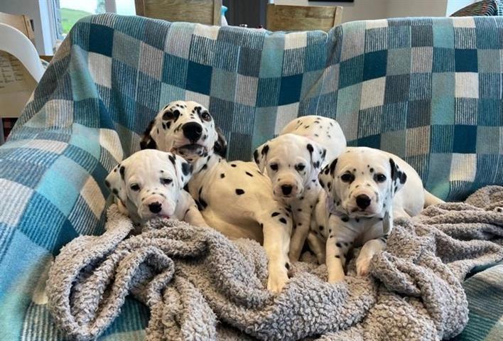 $300 : Gorgeous dalmatian puppies image 1