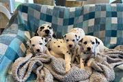 Gorgeous dalmatian puppies en Birmingham