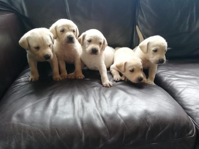 $500 : Labrador puppy for sale image 3