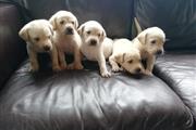 $500 : Labrador puppy for sale thumbnail