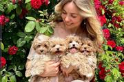 $700 : Maltipoo Puppies 5 thumbnail