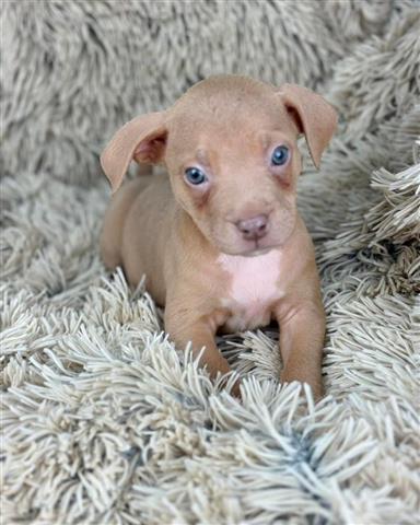 $400 : savage puppy for rehoming image 3