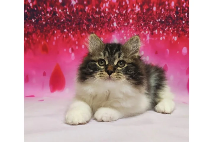 $500 : Norwegian forest kittens image 1