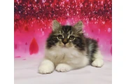 Norwegian forest kittens en Modesto