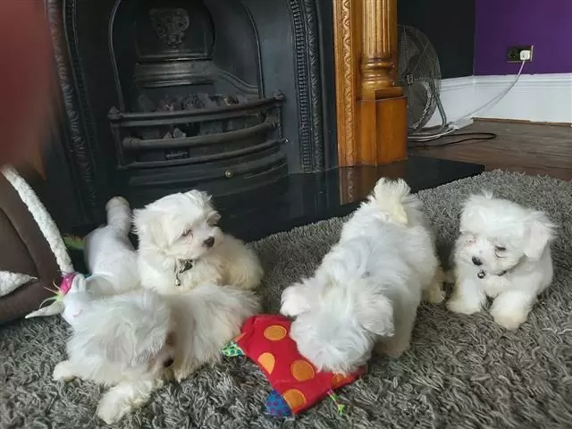 $420 : Maltese puppies image 2