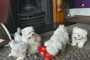 $420 : Maltese puppies thumbnail
