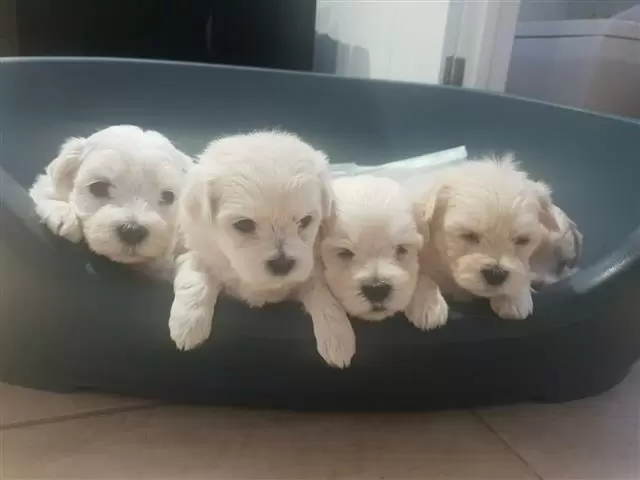 $500 : Maltés blanco puro listo image 3