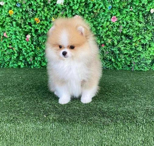 $250 : Teacup Pomeranian Puppies image 3