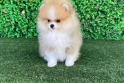 $250 : Teacup Pomeranian Puppies thumbnail