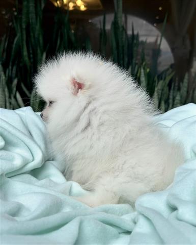 $350 : Cachorrito Pomerania image 3