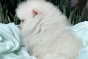 $350 : Cachorrito Pomerania thumbnail