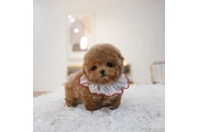 maltipoo en Washington DC