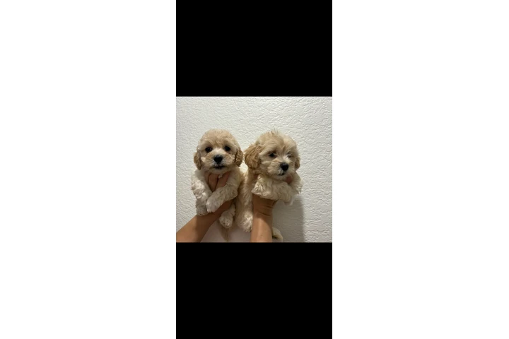 Cachorros en adopcion image 1