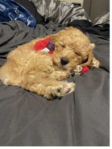 $300 : Purebred Golden Retriever pups image 1
