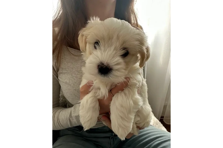 Beautiful maltipoo pups image 2