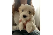 Beautiful maltipoo pups thumbnail