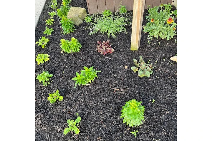 SERVICIO DE JARDINERÍA image 5