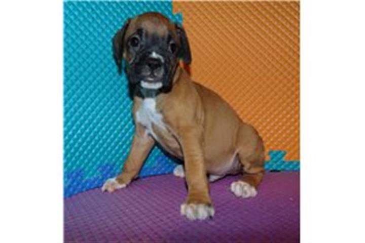 $450 : Boxer Puppies image 1