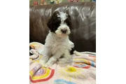 lagotto romagnolo puppies en Los Angeles