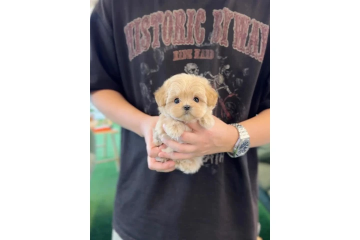 $450 : Pomeranian puppies for sale image 3