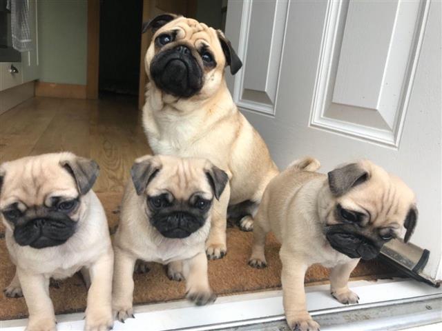 $600 : PUG PUPPIES FOR REHOMING image 1