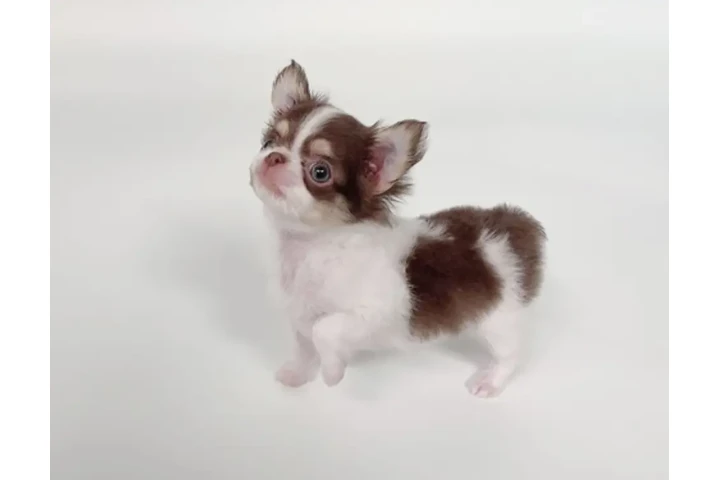 $350 : Chihuahua miniatura image 1