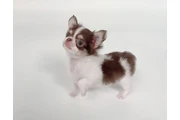 Chihuahua miniatura en Miami