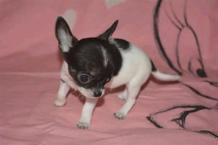 $250 : Teacup Chihuahua puppies image 3