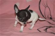 $250 : Teacup Chihuahua puppies thumbnail