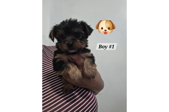 $1300 : Yorkies image 2