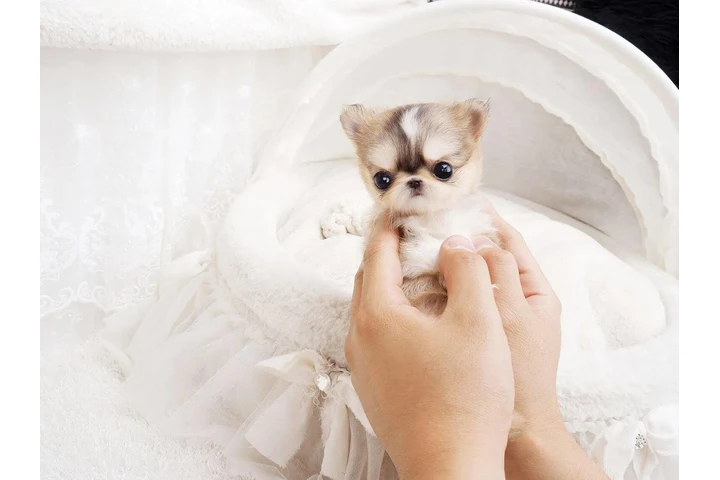 $350 : Micro Chihuahua image 4