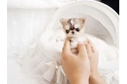 $350 : Micro Chihuahua thumbnail