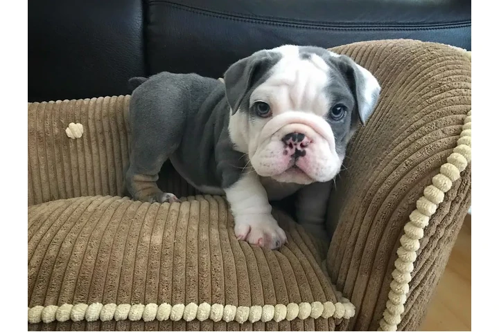 $350 : Bulldog inglés image 3