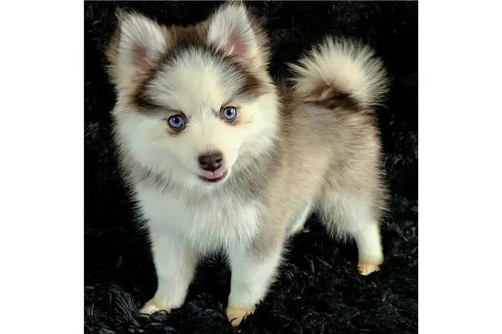 $400 : Cachorros de Pomsky y Husky image 3