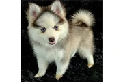 $400 : Cachorros de Pomsky y Husky thumbnail